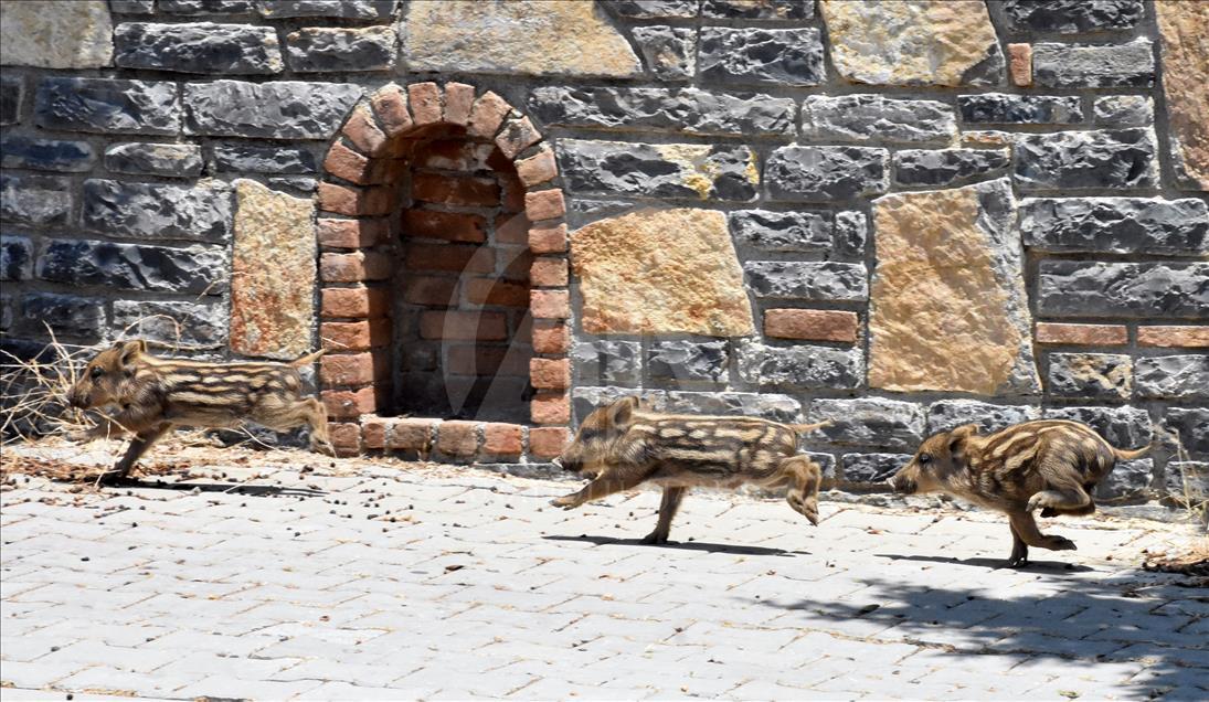 Bodrum'da aç kalan domuz sürüsü ilçe merkezine indi 