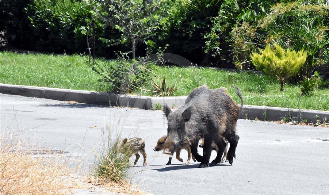 Jabalíes salvajes se toman las calles de Bodrum, Turquía
