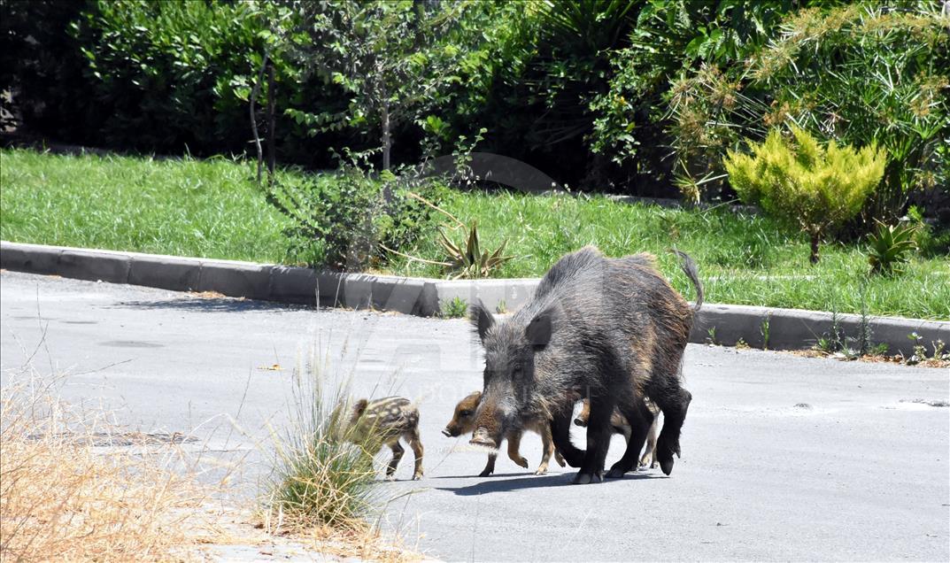 Bodrum'da aç kalan domuz sürüsü ilçe merkezine indi 