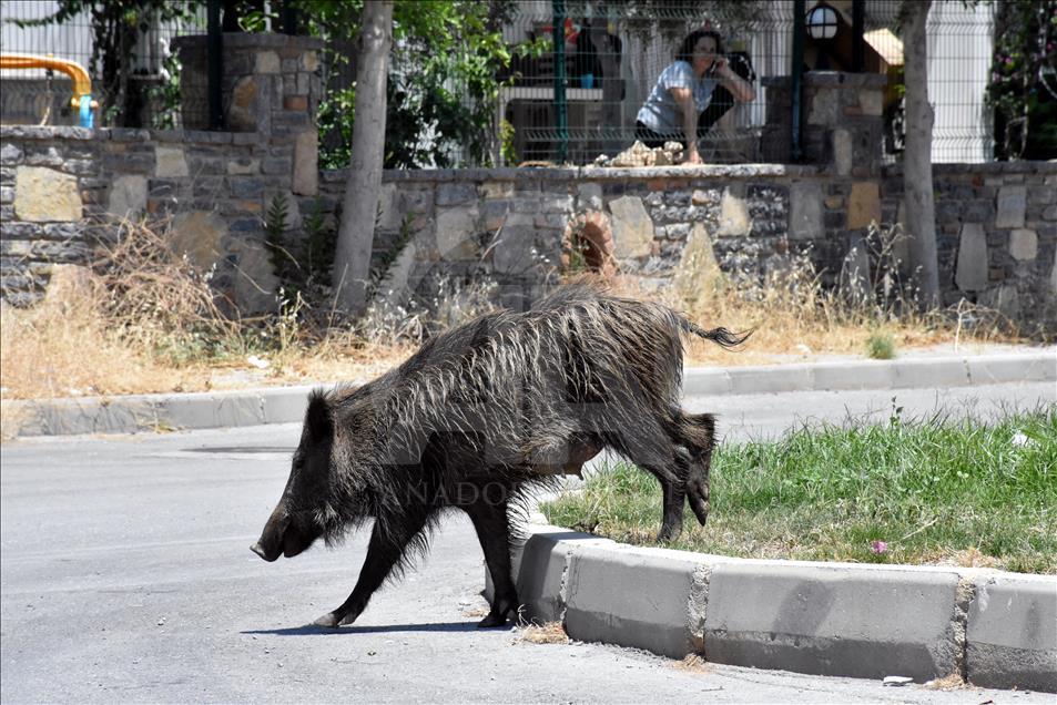 Bodrum'da aç kalan domuz sürüsü ilçe merkezine indi 