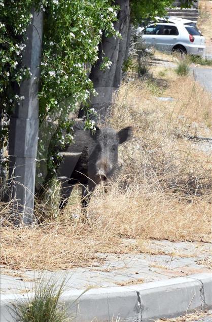 Jabalíes salvajes se toman las calles de Bodrum, Turquía