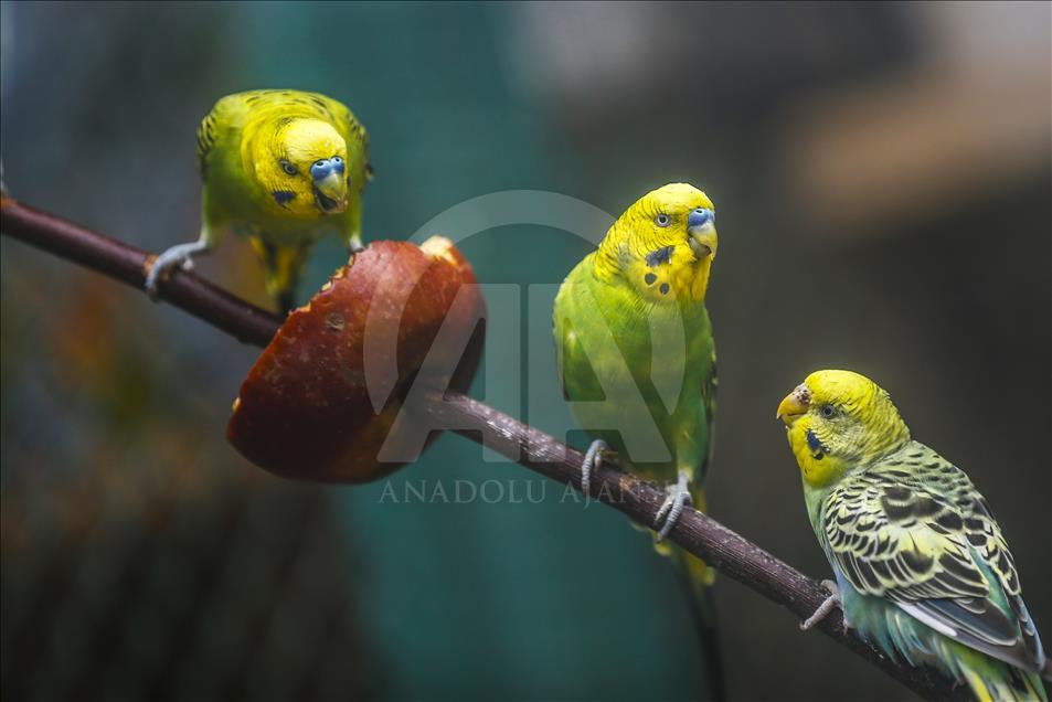 Los vibrantes colores de las aves en Turquía