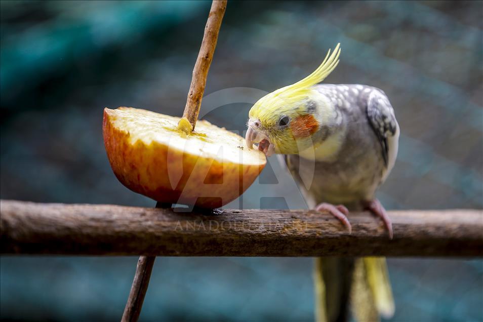 Los vibrantes colores de las aves en Turquía