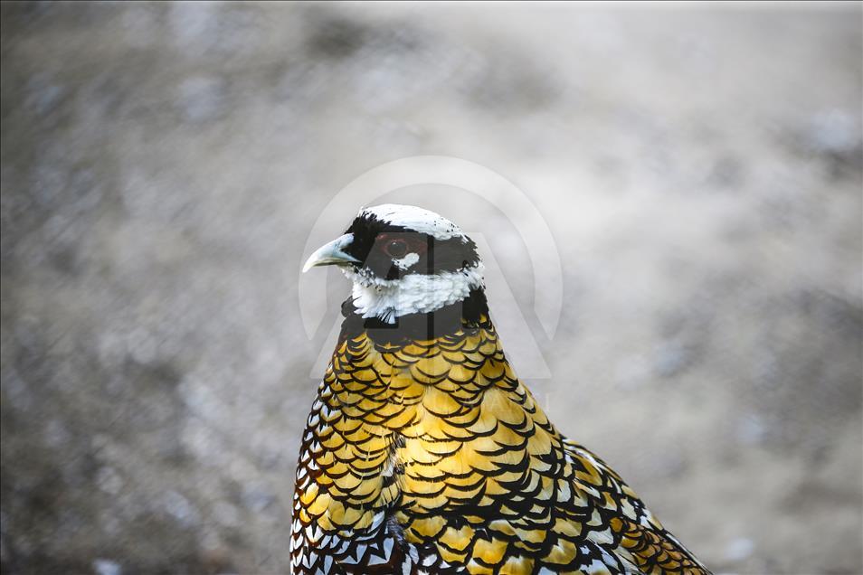 Los vibrantes colores de las aves en Turquía