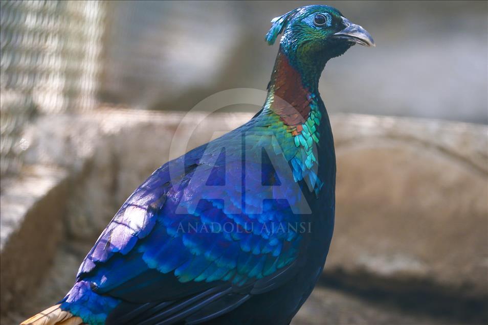 Los vibrantes colores de las aves en Turquía