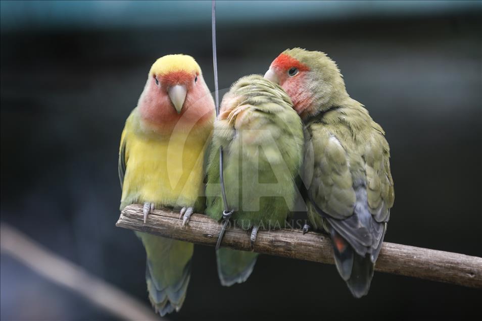 Los vibrantes colores de las aves en Turquía