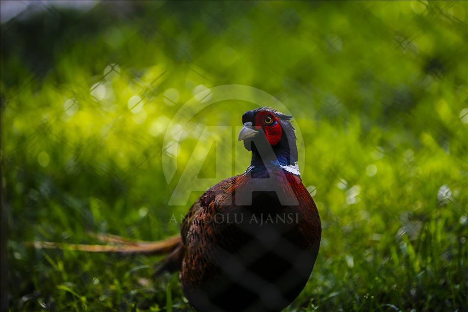 Los vibrantes colores de las aves en Turquía
