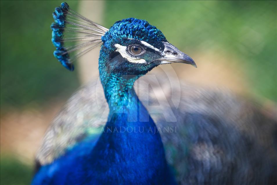 Los vibrantes colores de las aves en Turquía