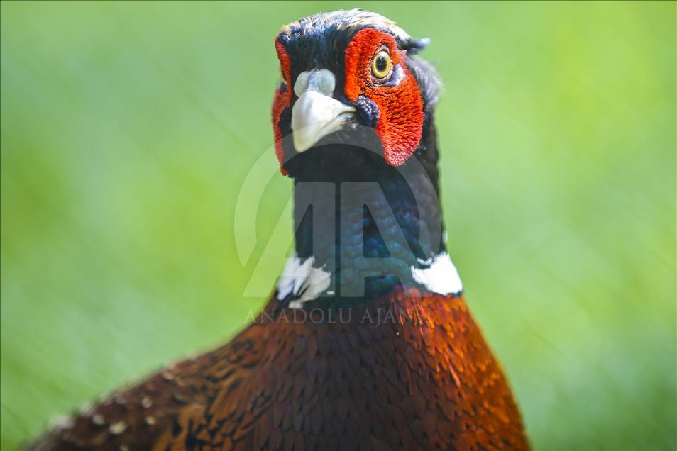Los vibrantes colores de las aves en Turquía