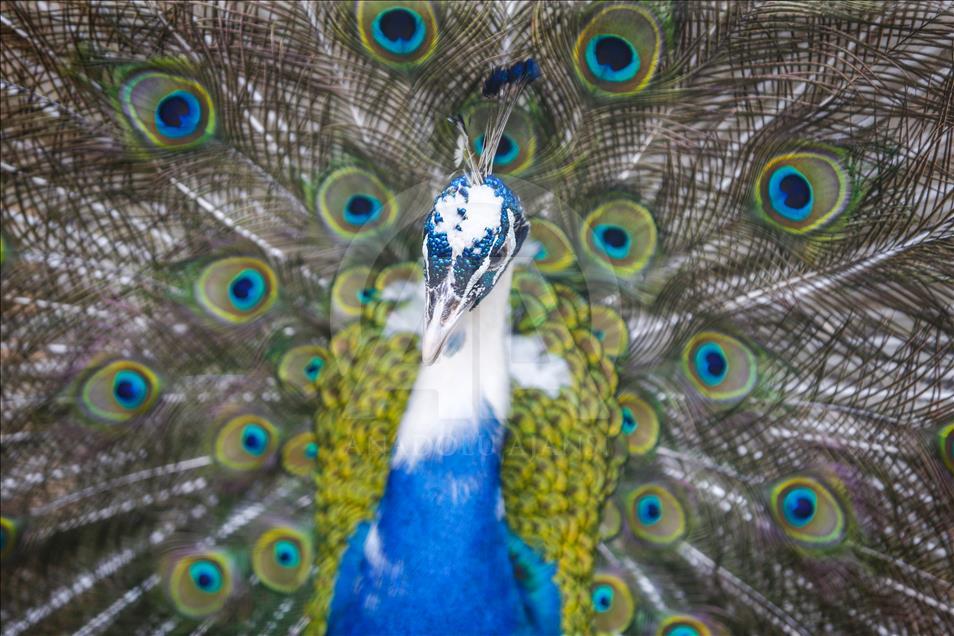 Los vibrantes colores de las aves en Turquía