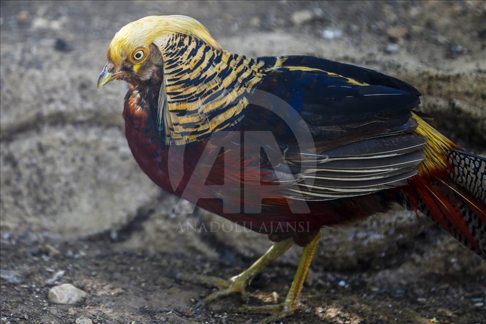 Los vibrantes colores de las aves en Turquía