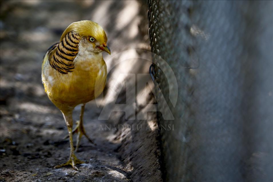 Los vibrantes colores de las aves en Turquía