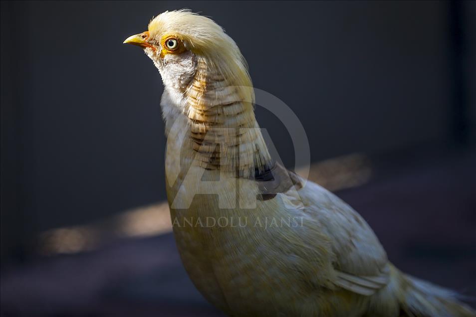 Los vibrantes colores de las aves en Turquía