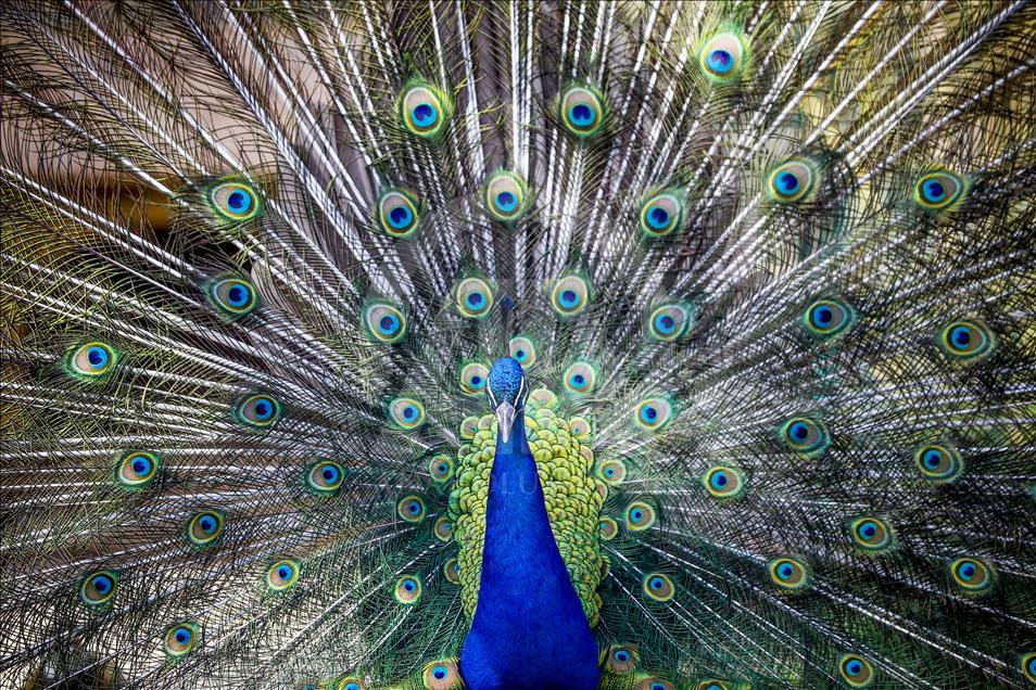 Los vibrantes colores de las aves en Turquía