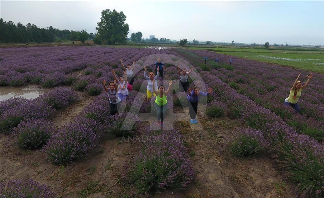 Una práctica de yoga entre flores de lavanda - Agencia Anadolu