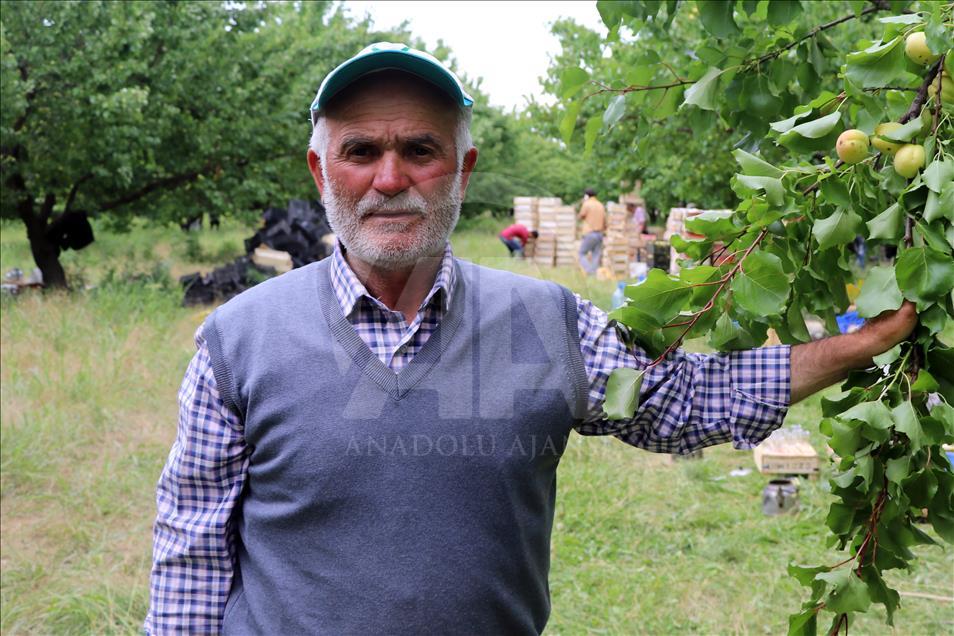Sofralık kayısıda ilk hasat