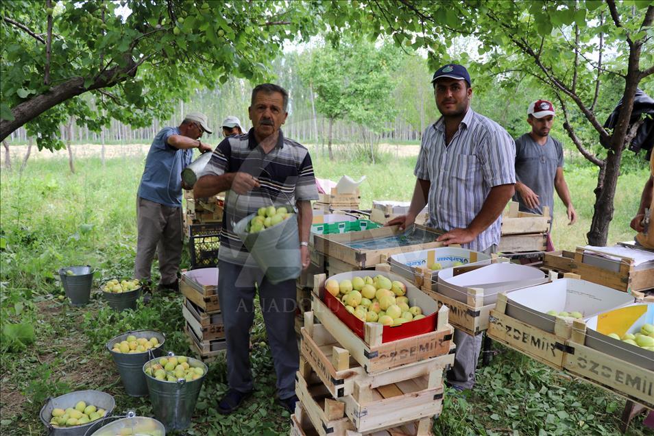 Sofralık kayısıda ilk hasat