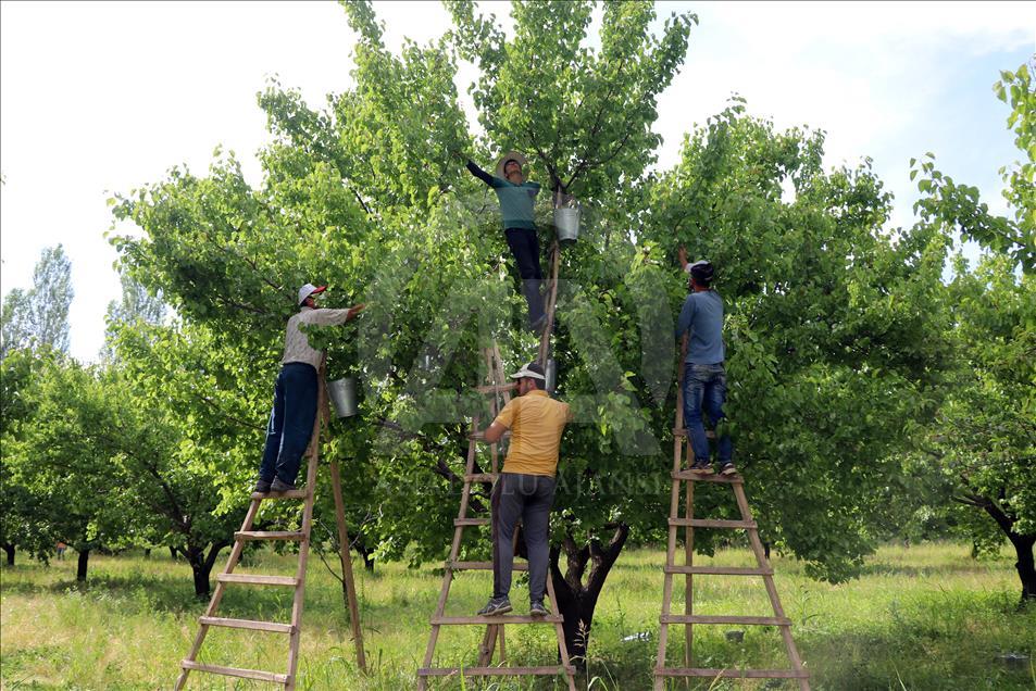 Sofralık kayısıda ilk hasat