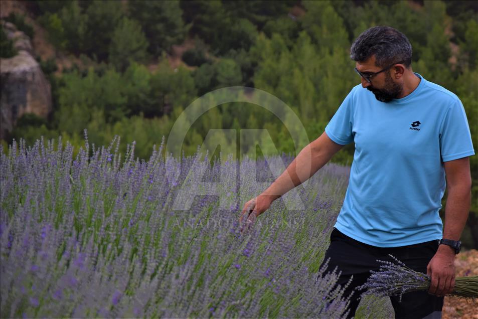 "Gül diyarı"nda lavanta zamanı