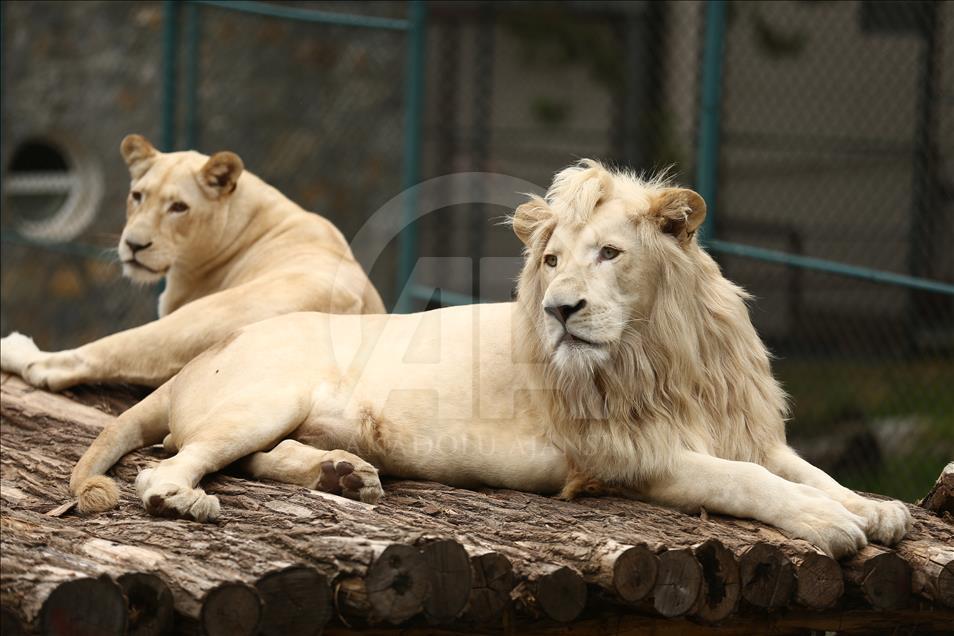 Beogradski zoo vrt: Dom za Muju, Vuka, Elzu i još 200 vrsta životinja 