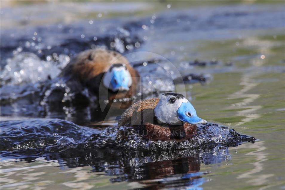 Turska: Sve više rijetkih vrsta ptica u bazenu jezera Van 