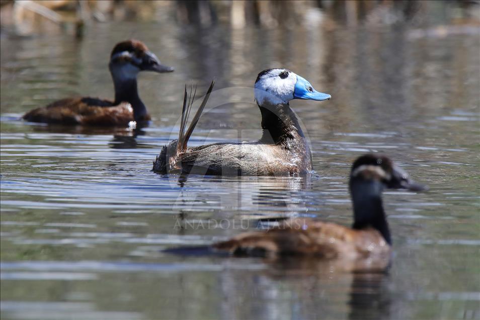 Turska: Sve više rijetkih vrsta ptica u bazenu jezera Van 