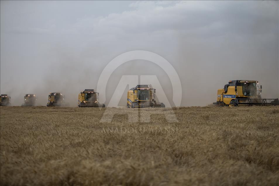 Şanlıurfa'da buğday hasadı