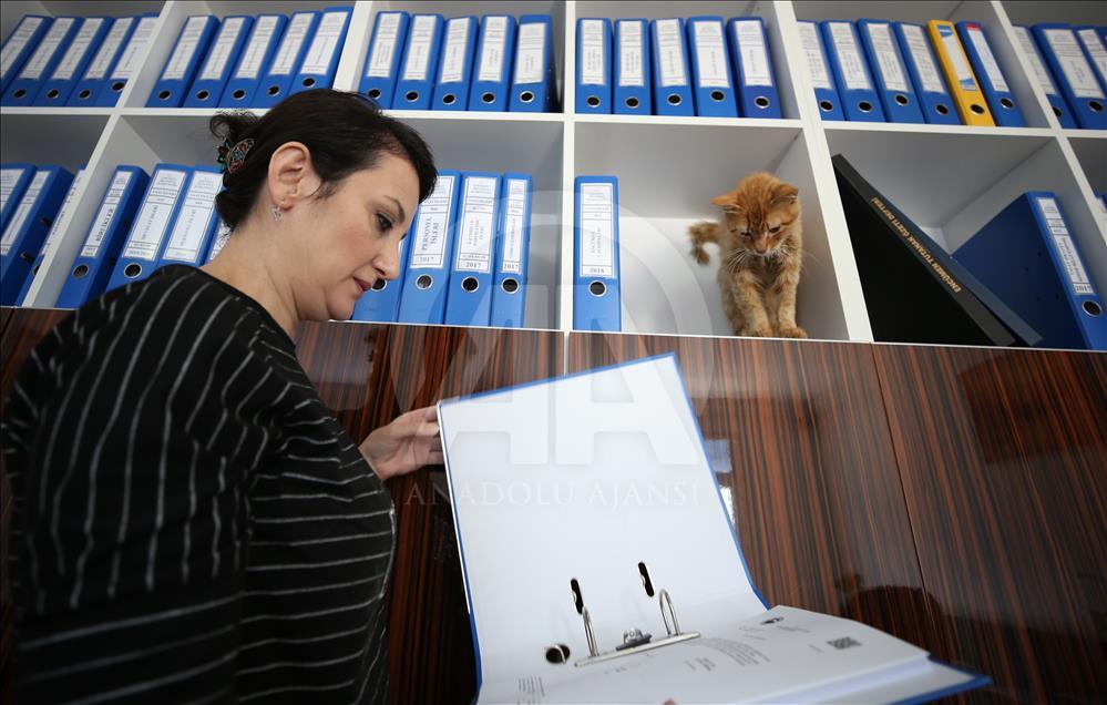 Municipality opens up the doors for stray cats