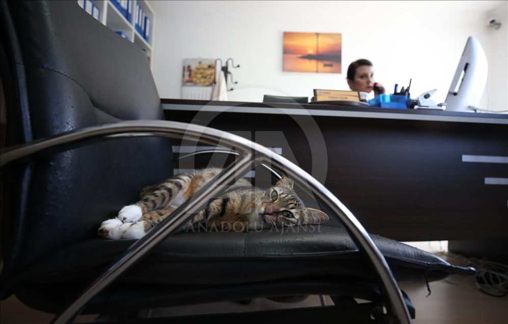 Municipality opens up the doors for stray cats