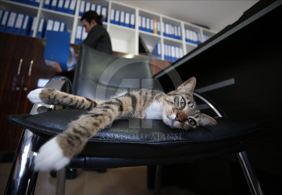 Municipality opens up the doors for stray cats