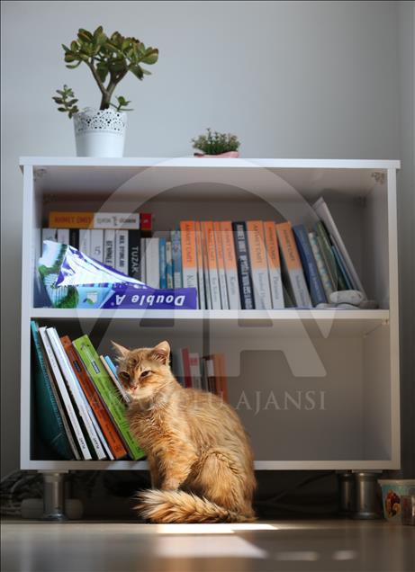 Municipality opens up the doors for stray cats