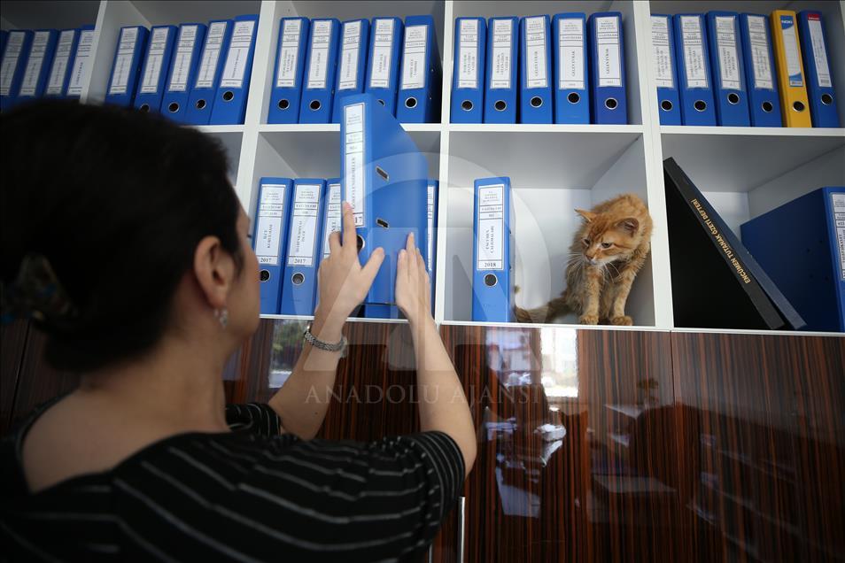 Municipality opens up the doors for stray cats