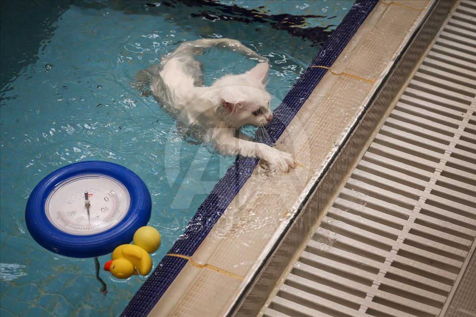 Los Gatos de Van, Turquía, tienen una piscina especial