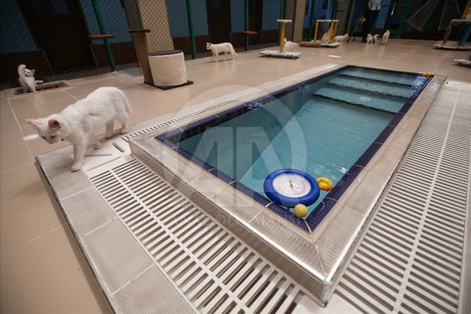 Los Gatos de Van, Turquía, tienen una piscina especial