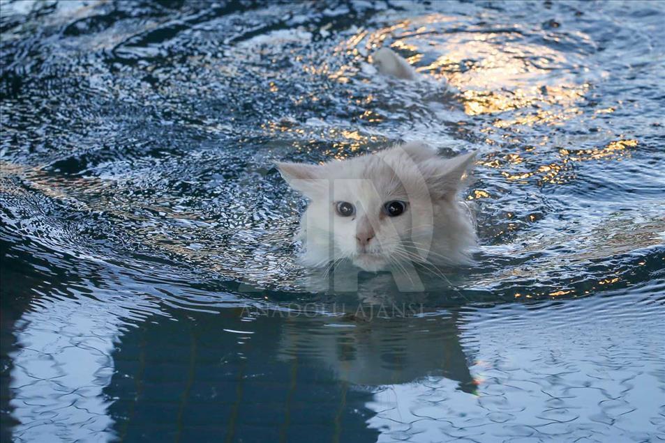 Los Gatos de Van, Turquía, tienen una piscina especial