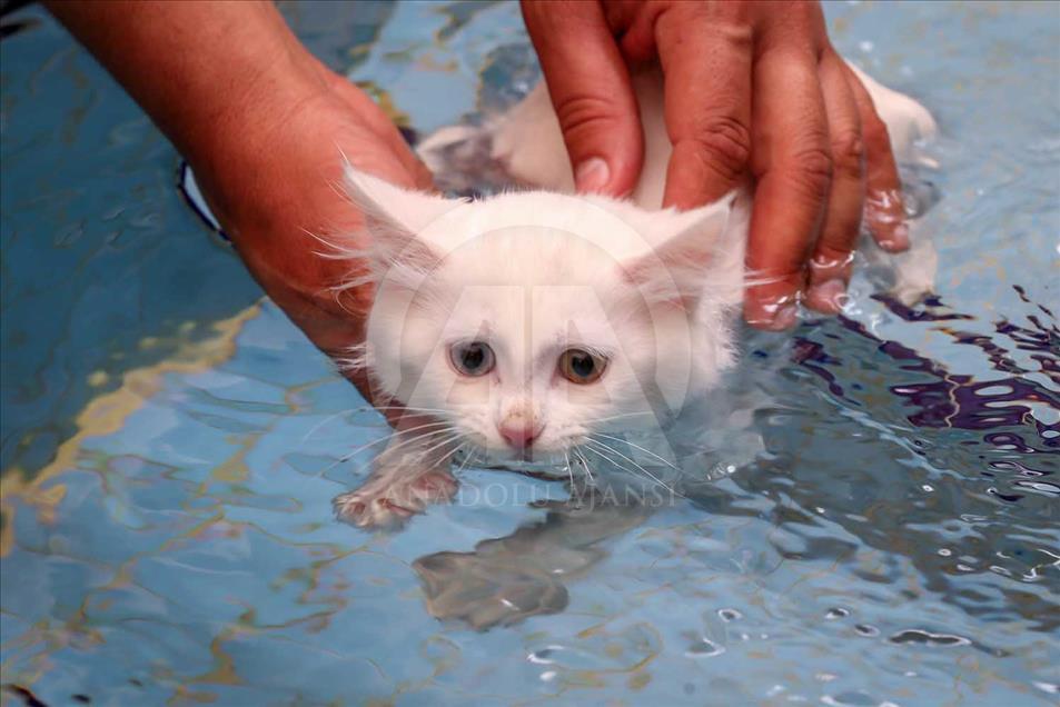 Los Gatos de Van, Turquía, tienen una piscina especial