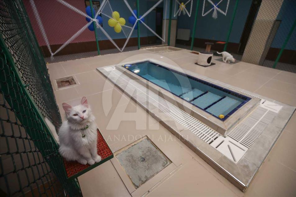 Los Gatos de Van, Turquía, tienen una piscina especial