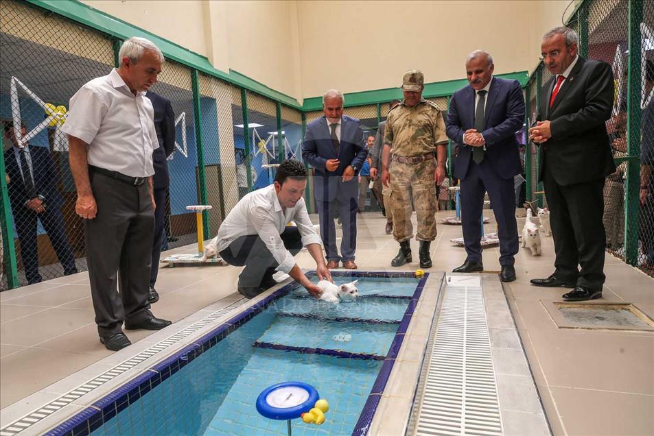Los Gatos de Van, Turquía, tienen una piscina especial