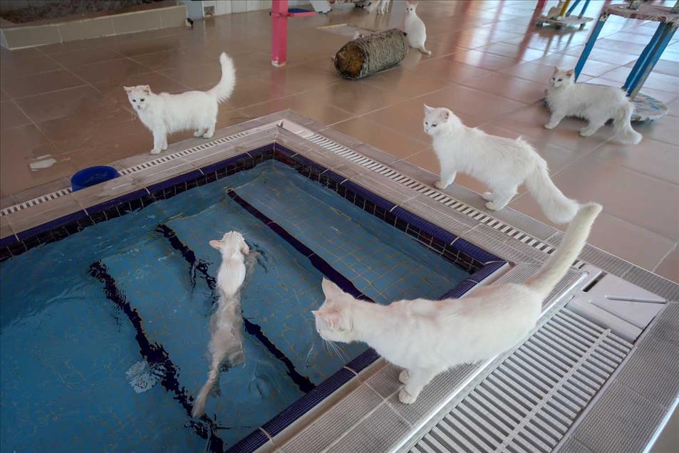 Los Gatos de Van, Turquía, tienen una piscina especial