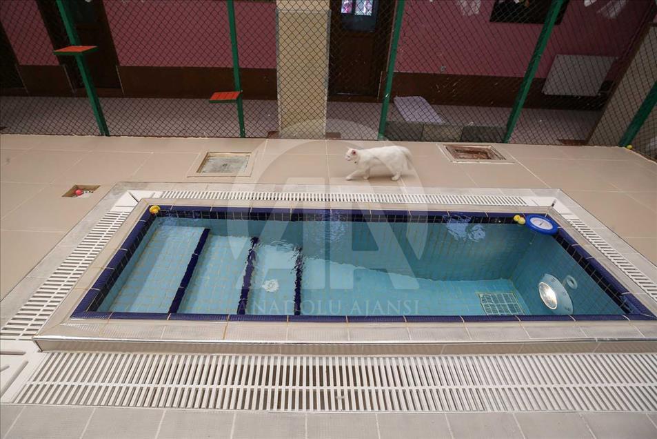 Los Gatos de Van, Turquía, tienen una piscina especial