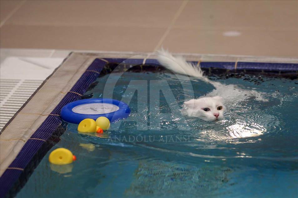 Los Gatos de Van, Turquía, tienen una piscina especial