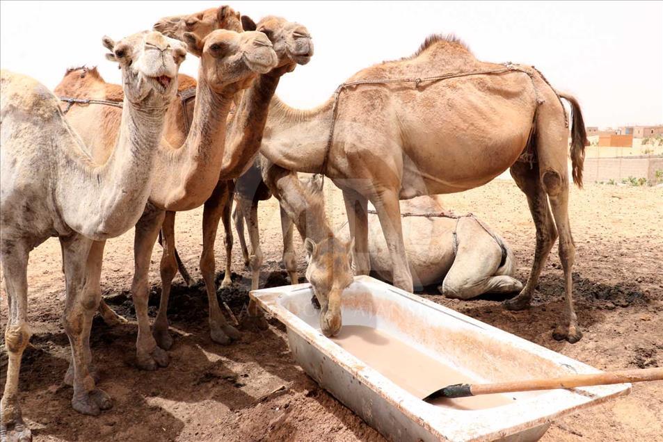 En la capital de Mauritania, Nuakchot, las personas deben esperar la llegada de un burro para beber agua