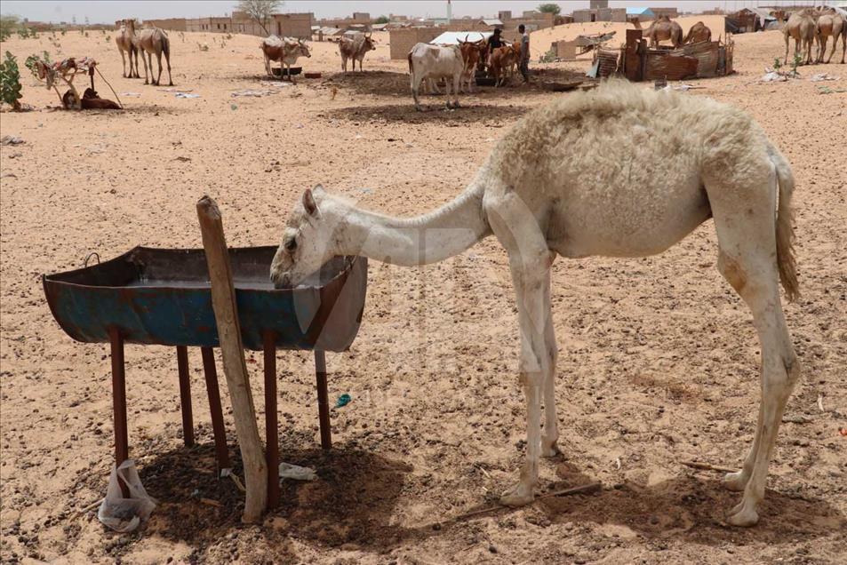 En la capital de Mauritania, Nuakchot, las personas deben esperar la llegada de un burro para beber agua