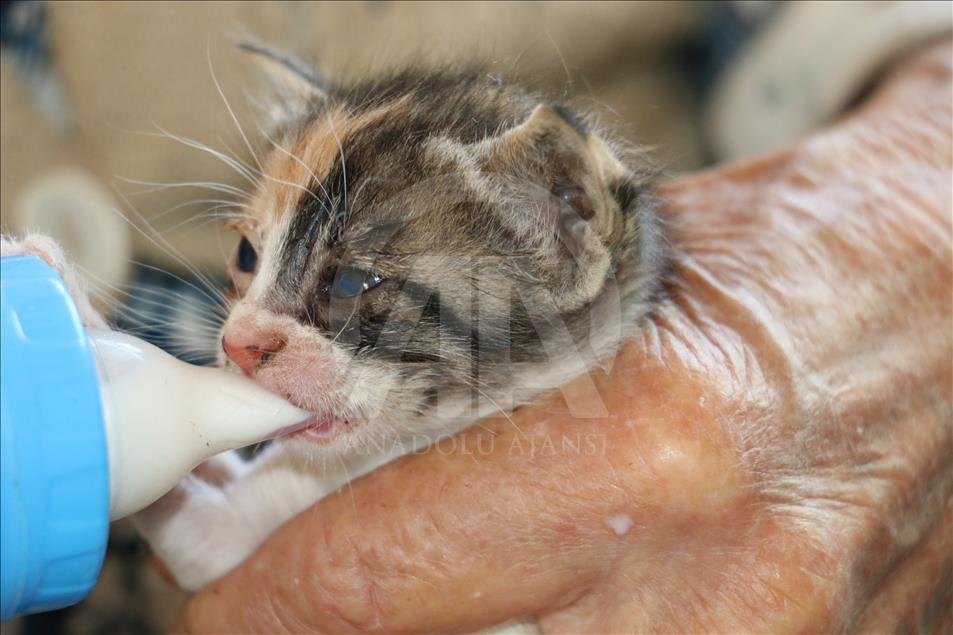 Nonagenarian grandmother looking after motherless kittens