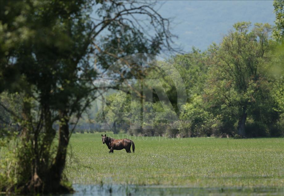 اسب‌های آسیای میانه در حاشیه تالاب کاراجابک ترکیه