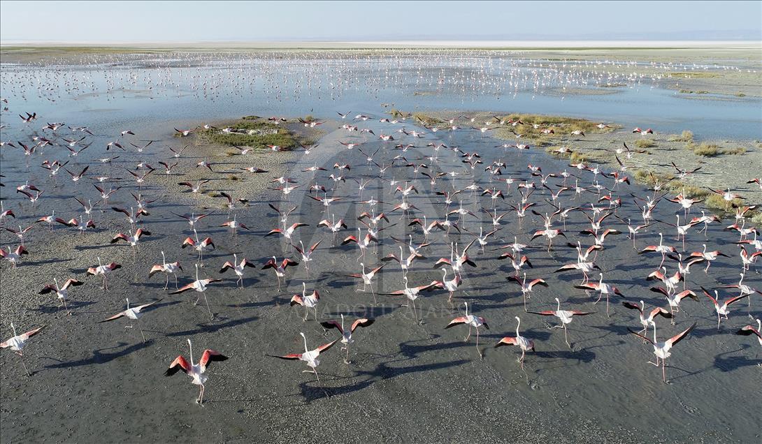 Flamingos on the Lake Tuz of Aksaray