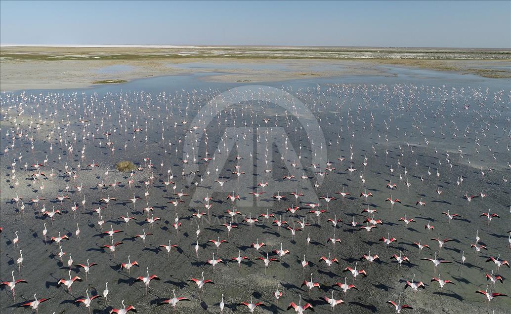 Flamingos on the Lake Tuz of Aksaray