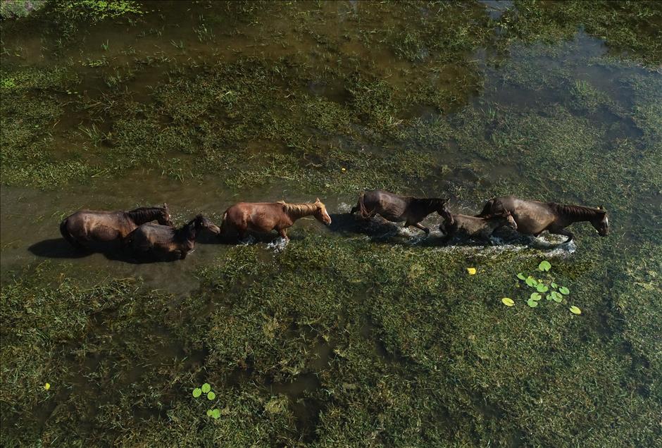 Karacabey Longozu'nun asırlık misafirleri