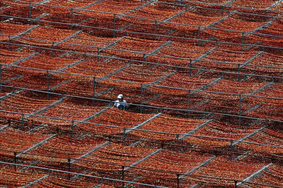 Aydın'da "kurutmalık" sebzeler görsel şölen oluşturdu
