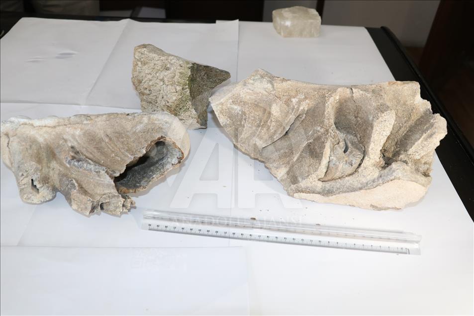 Farmer finds ancient mammoth tooth in central Turkey